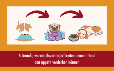 6 Gründe, warum Unverträglichkeiten deinem Hund den Appetit verderben können