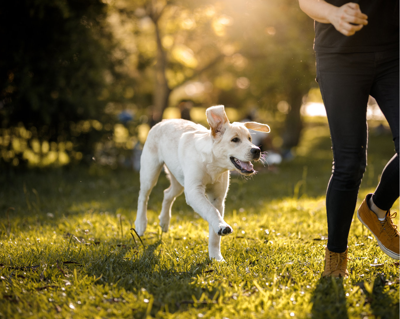 Hund fröhlich spielend