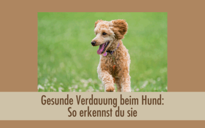 Gesunde Verdauung beim Hund: So erkennst du sie