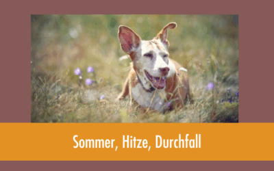 Sommer, Hitze, Durchfall?