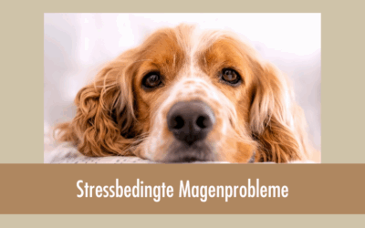 Stressbedingte Magenprobleme beim Hund