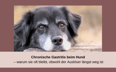Chronische Gastritis beim Hund – warum sie bleibt, obwohl der Auslöser längst weg ist