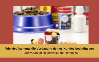 Wie Medikamente die Verdauung deines Hundes beeinflussen – und woran du Nebenwirkungen erkennst