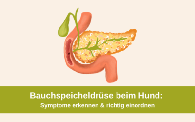 Bauchspeicheldrüse beim Hund: Symptome erkennen & richtig einordnen