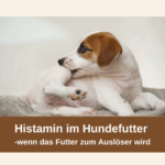 Hund kratzt sich -Histaminunverträglichkeit