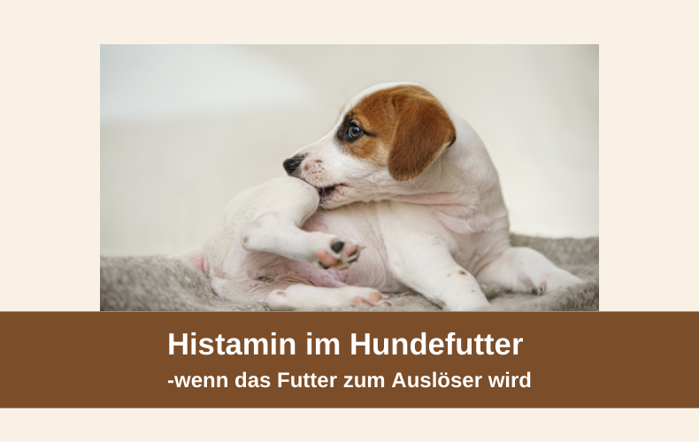 Histamine im Hundefutter – unterschätzter Auslöser für Magen-Darm-Beschwerden