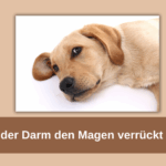Hund mit Magensäureproblemen – Zusammenhang zwischen Magen und Darm