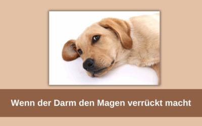 Wenn der Darm den Magen verrückt macht – Magensäureprobleme beim Hund verstehen