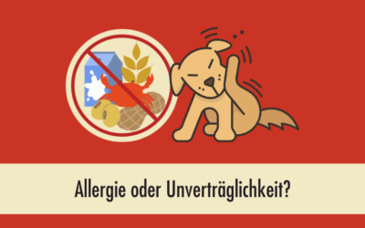 Futtermittelallergie beim Hund? Warum viele vermeintliche Allergien gar keine sind