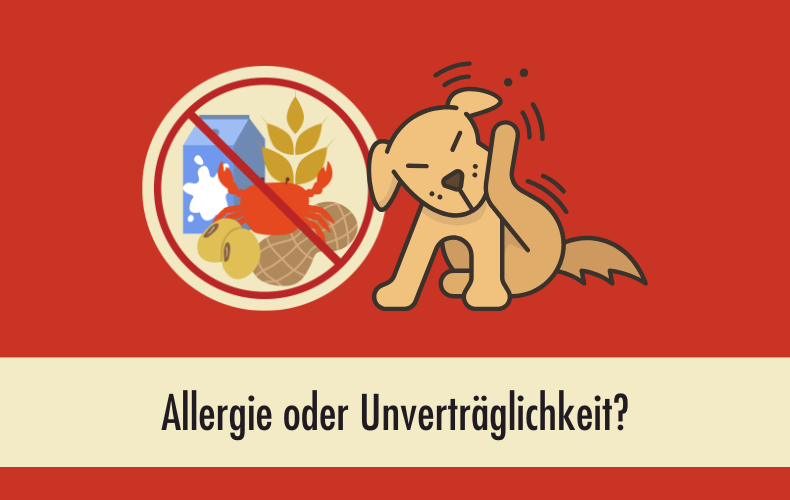 Futtermittelallergie beim Hund? Warum viele vermeintliche Allergien gar keine sind