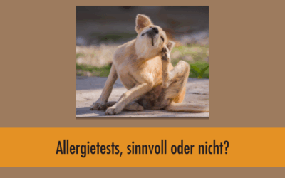 Allergietests beim Hund