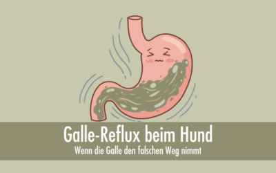 Gallensäure-Reflux beim Hund: Wenn die Galle den falschen Weg nimmt