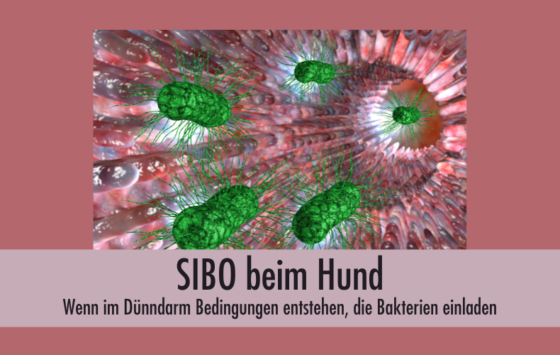 SIBO beim Hund: Wenn im Dünndarm Bedingungen entstehen, die Bakterien einladen