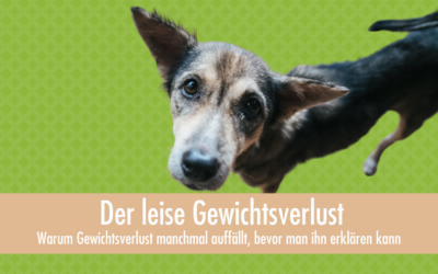 Der leise Gewichtsverlust beim Hund