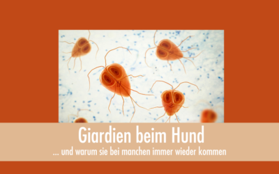 Giardien beim Hund