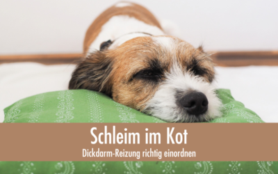 Schleim im Kot beim Hund: Dickdarm-Reizung richtig einordnen