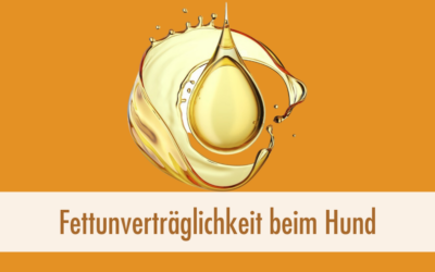 Fettunverträglichkeit beim Hund? Warum oft nicht das Fett das Problem ist