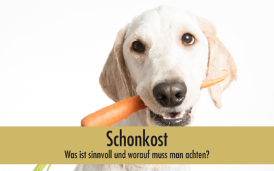 Schonkost beim Hund: was wirklich sinnvoll ist und worauf du achten solltest
