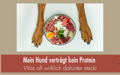 Protein und Hund: Was wirklich hinter „Mein Hund verträgt kein Protein“ steckt