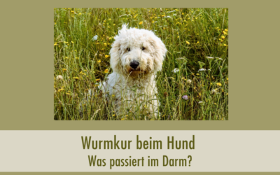 Wurmkur beim Hund