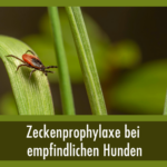 Zecke auf Blatt