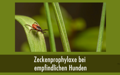 Zeckenprophylaxe bei empfindlichen Hunden