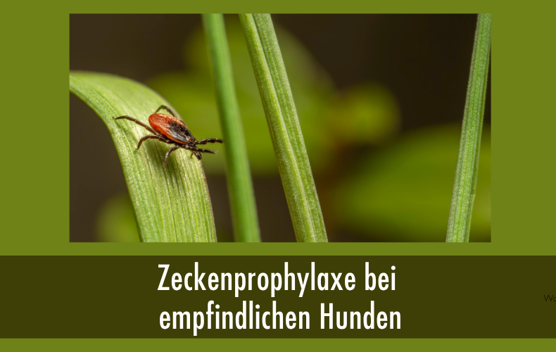 Zecke auf Blatt