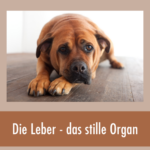 Hund liegt ruhig auf dem Boden, Symbolbild für die stille Überlastung der Leber beim Hund