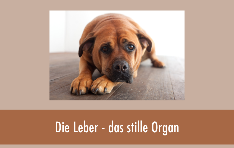 Hund liegt ruhig auf dem Boden, Symbolbild für die stille Überlastung der Leber beim Hund