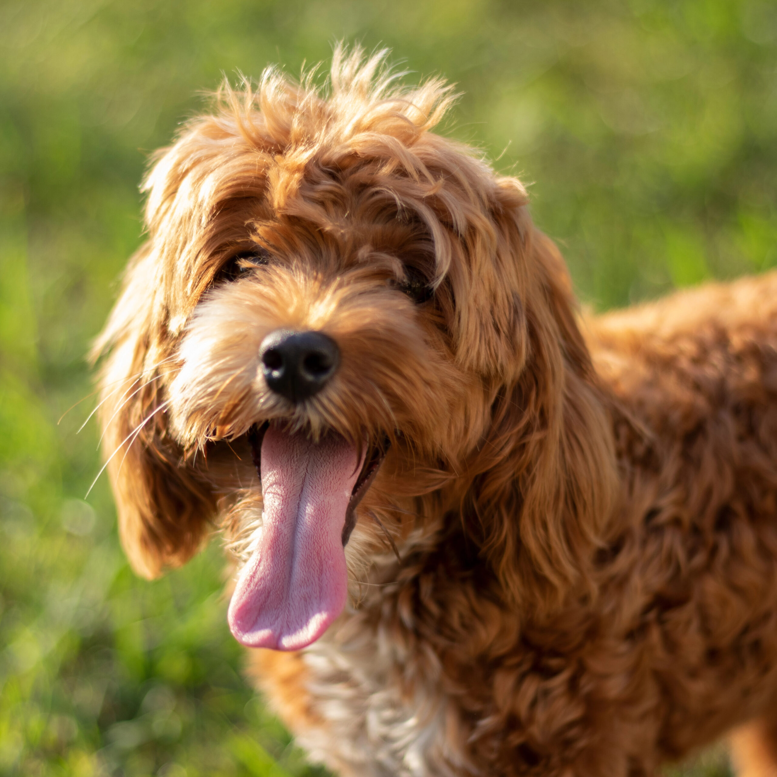 Leaky Gut Kurs beim Hund
