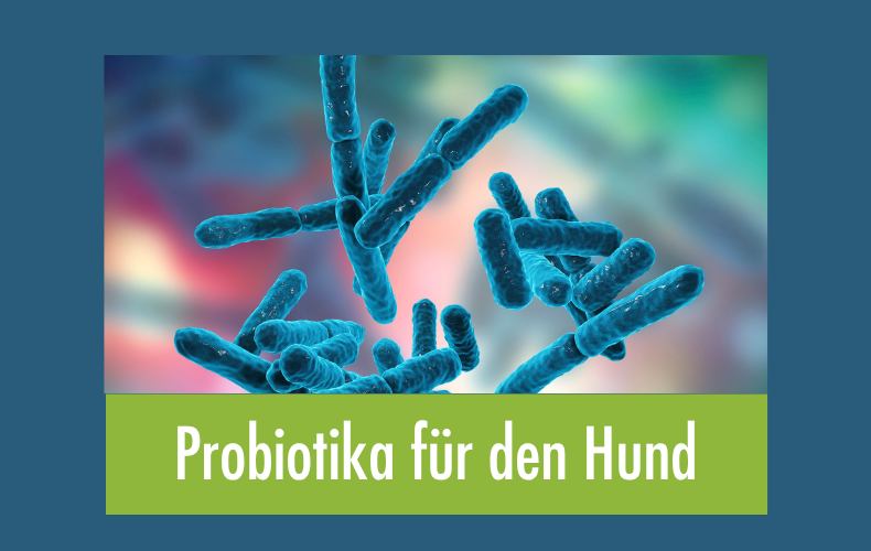 Probiotika für den Hund