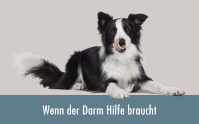 Wenn der Darm Hilfe braucht