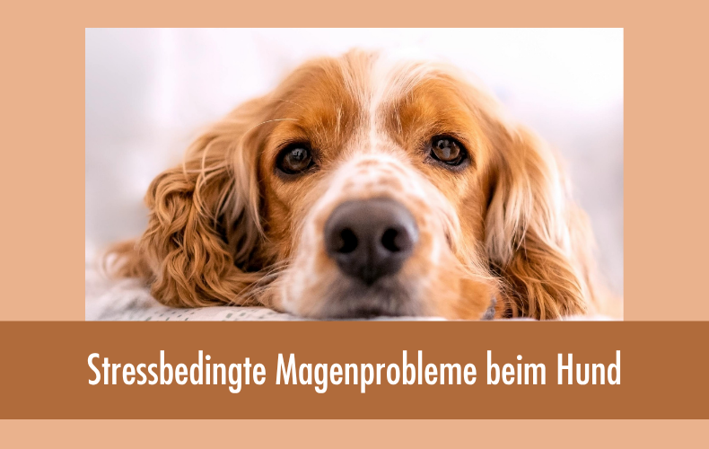 Stressbedingte Magenprobleme beim Hund