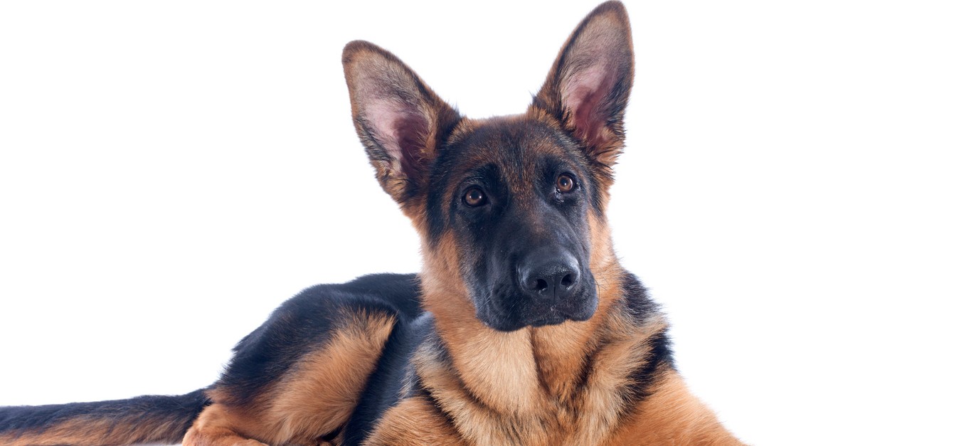 Kurs Die Bauchspeicheldrüse beim Hund verstehen