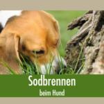 Sodbrennen beim Hund