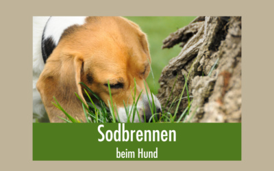 Sodbrennen beim Hund
