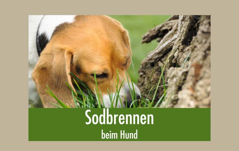 Sodbrennen beim Hund