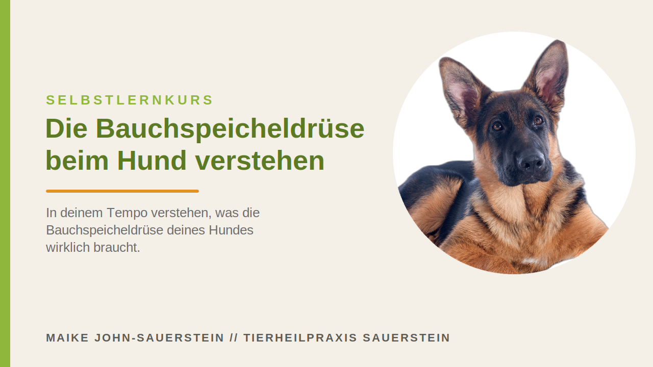 Kurs Die Bauchspeicheldrüse beim Hund verstehen