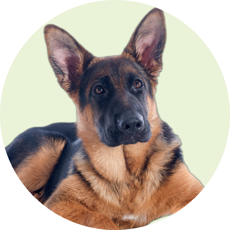 Schäferhund