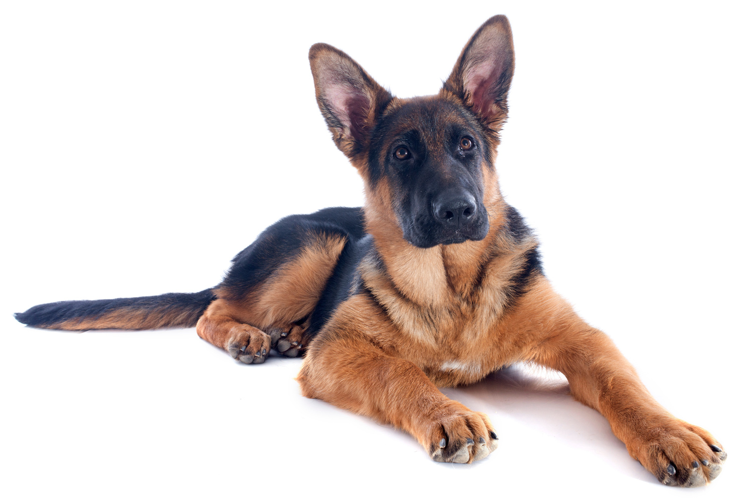 Kurs Die Bauchspeicheldrüse beim Hund verstehen