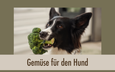 Welches Gemüse bei welchem Problem? Warum dasselbe Gemüse dem einen Hund hilft und dem anderen schadet