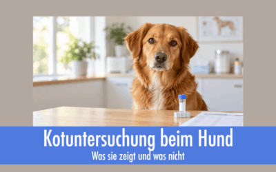 Kotuntersuchung beim Hund: rausgeschmissenes Geld oder sinnvolle Grundlage?